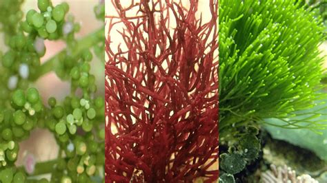 5 Top Live Plants for Saltwater Aquariums - My Reef