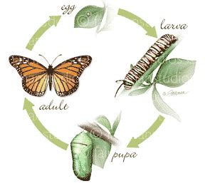 Quia - AP Chapter 32 - Intro to Animal Diversity (basic)