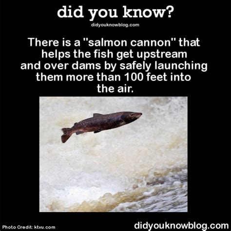 There is a “salmon cannon” that helps the fish get upstream and over ...