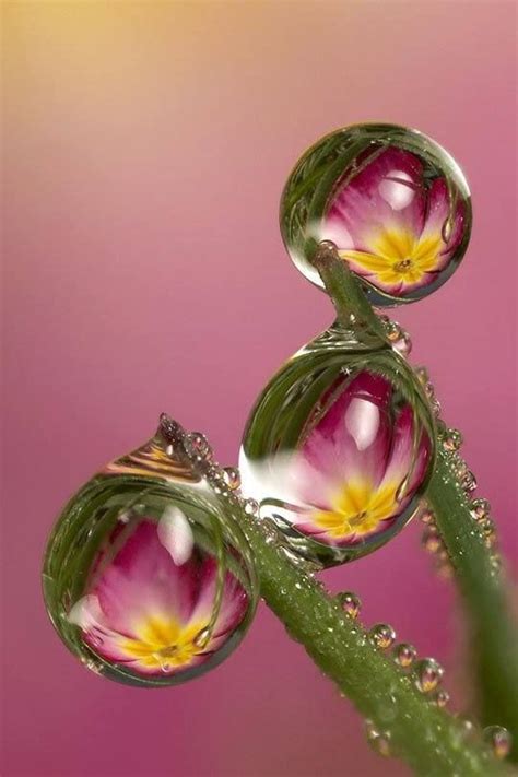 water drop | Reflection photography, Dew drops, Macro photography