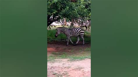 Animanimals Zebra - YouTube