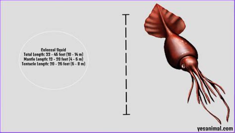 Colossal Squid Size Explained & Compared With Others | Yes Animal