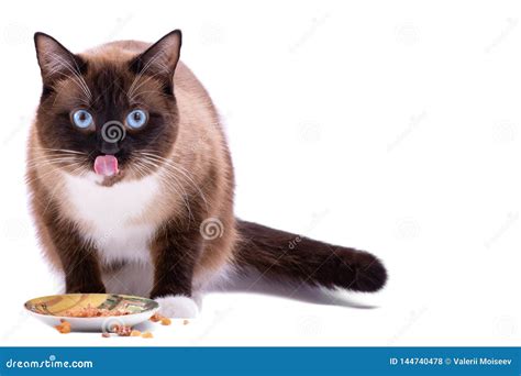 Portrait Brown Snowshoe Siamese Cat Eating Food from Bowl, Isolated on ...