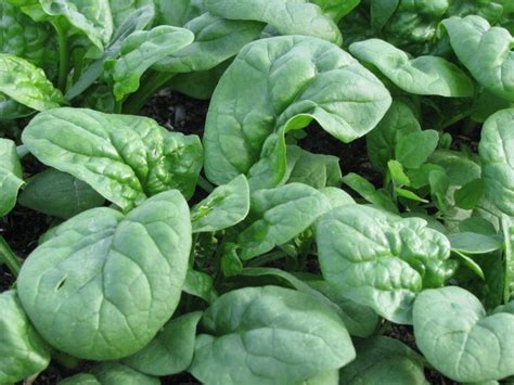 Bloomsdale Long Standing Spinach | White Harvest Seed Company