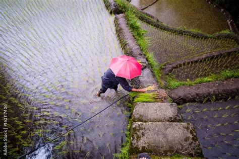 Planting rice at Banaue Rice Terraces, Philippines Stock Photo | Adobe ...