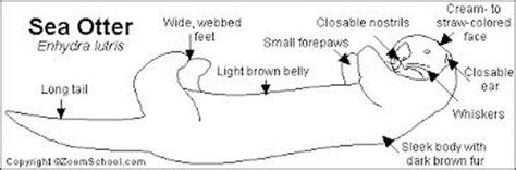 adaptations - sea otters