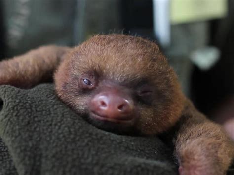 Adorable baby sloth is sleepy - CBS News