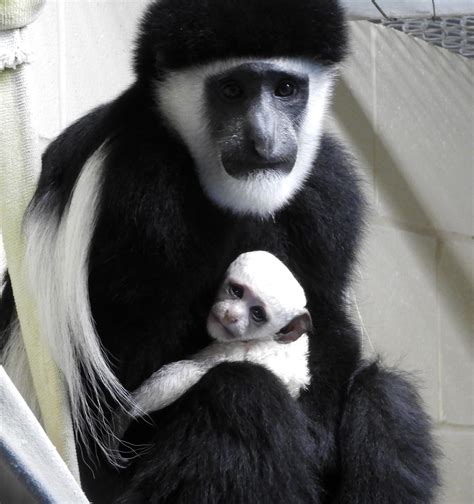 Cincinnati Zoo's First Baby of 2017 is a Colobus Monkey... A Unique Monkey Species Known for ...