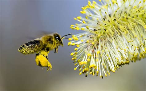 Pourquoi avons-nous besoin des abeilles ? | Alimentation Générale