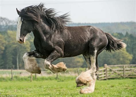 Woah boy! Magnificent heavy horse gallops across fields ahead of annual festival celebrating ...