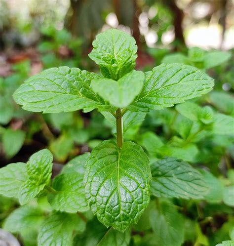 Buy Mint Plant, Pudina Plant with Pot, Medicinal / Herbs Plant