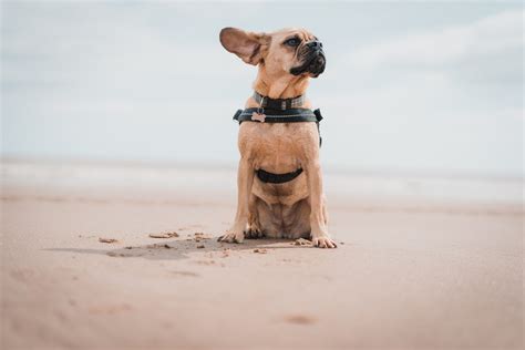 Best Dog-Friendly Beaches in California: Where to Enjoy the Sun and ...