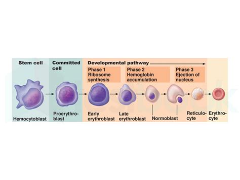 [Solved] Hemoglobin appears in which stage of Erythropoiesis?