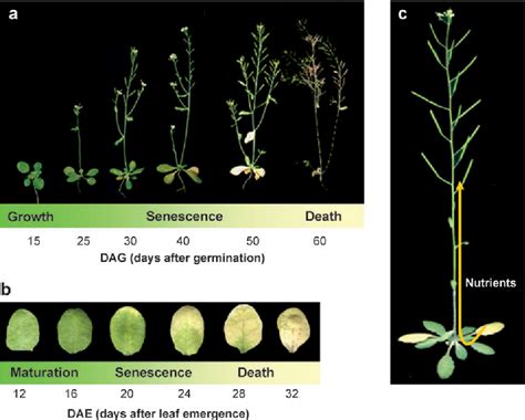 Figure 1 from Leaf senescence. | Semantic Scholar