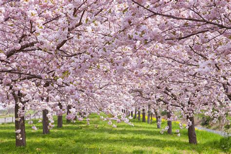 Cherry Blossom Tree Leaves