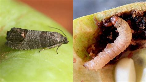 Codling Moths - Integrated Pest Management | UI Extension