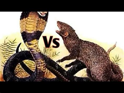 King cobra vs mongoose King cobra vs pythonKing cobra vs nevla real #kingcobra #firstvlog #fight ...