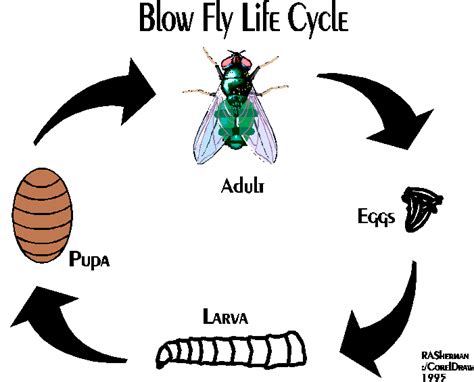 Forensic - fly life cycles