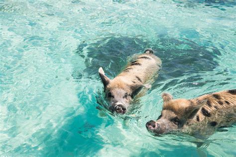 Discover Pig Beach Bahamas on our Bahamas Day Tours!