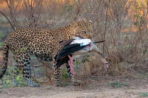 In memory of a legendary leopard - Africa Geographic