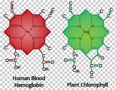 Chlorophyll Molecule Plant Cell PNG, Clipart, Angle, Area, Barley Grass, Biological Pigment ...