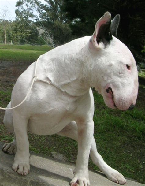 The Top 10 "Ugliest" Dog Breeds in the World - PetHelpful