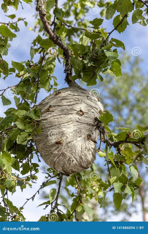 Wasp nest in tree stock photo. Image of wasps, nature - 141886094