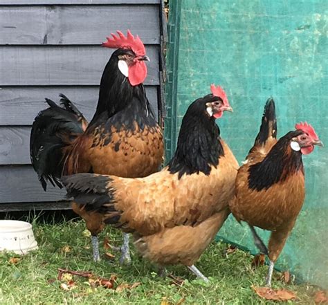 Vorwerk For Sale | Chickens | Breed Information | Omlet