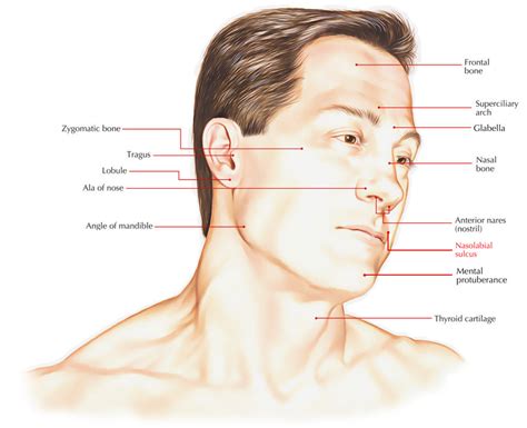 Nasolabial Sulcus/Folds – Earth's Lab