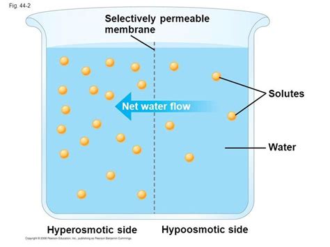 hyperosmotic - Google Search | Permeable, Membrane, Chart