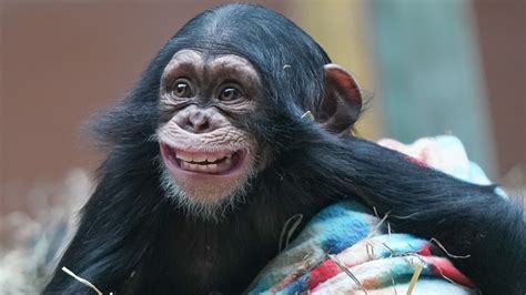 Stevie the chimp debuts at Zoo Knoxville | wbir.com