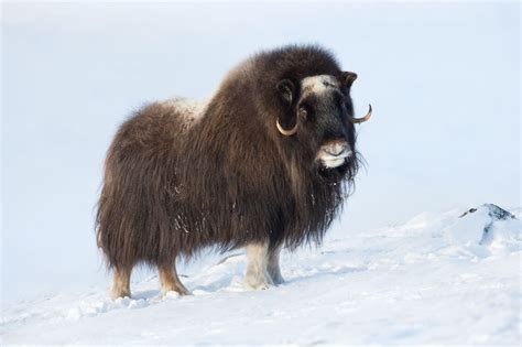 Wildlife in Norway: Your Guide to Wildlife Watching in Norway