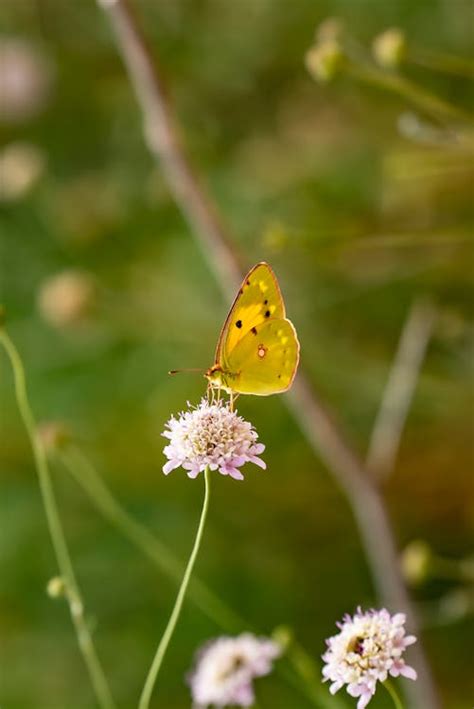 A Clouded Yellow Butterfly · Free Stock Photo