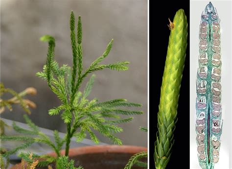 ‎Lycopodium strobilus - longitudinal section of sporophyll - UWDC - UW-Madison Libraries