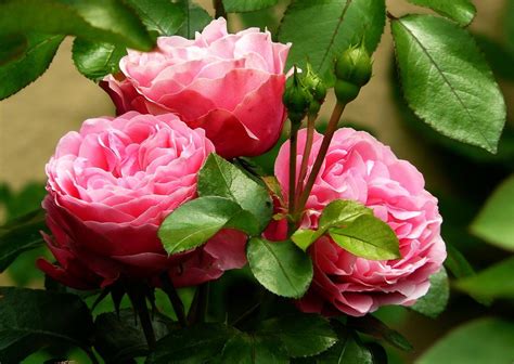 fleurs roses images photos gratuites | Rose flower photos, Rose ...