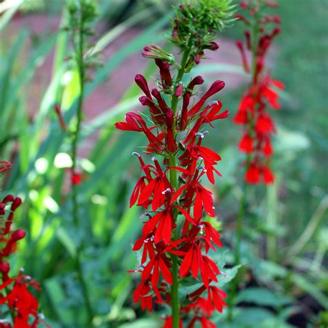 Cardinal-flower (Lobelia cardinalis) Seeds – Wild Seed Project Shop