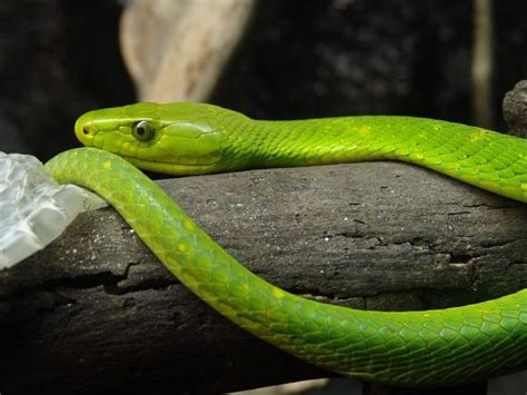 Qu'est-ce qu'un animal à « sang froid » ? | Animaux, Mythologie africaine, Faune