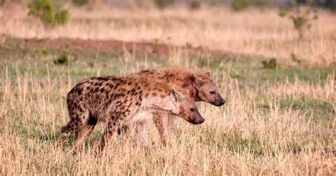 Hyena Behavior - AnimalBehaviorCorner