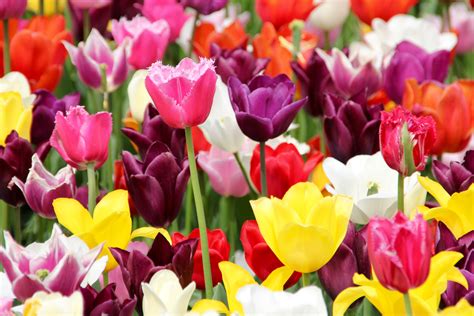 Free Images : petal, holland, dutch, tulips, floristry, spring flower ...