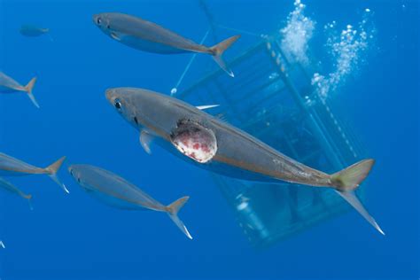 Mackerel with a cookiecutter shark bite mark : natureismetal