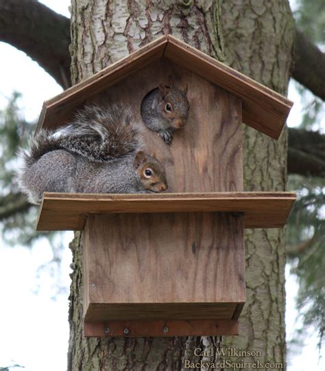 Squirrel House Archives - Backyard Squirrels .com