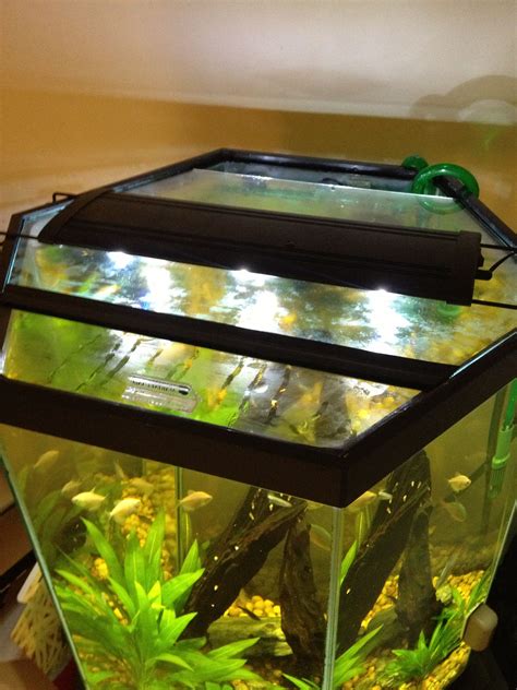 My DIY glass hexagon aquarium hood | Diy aquarium, Diy glass, Aquarium hood