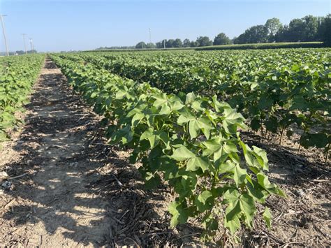 Thoughts on the 2023 cotton crop as we move into July | UT Crops News