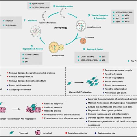 Autophagy helps cancer cell response to stress. a Under energy and... | Download Scientific Diagram