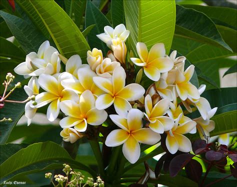 Plumeria Care - Helpful Hints to Care For Your Plumerias