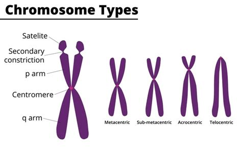 1+ Thousand Chromosomes Types Royalty-Free Images, Stock Photos ...