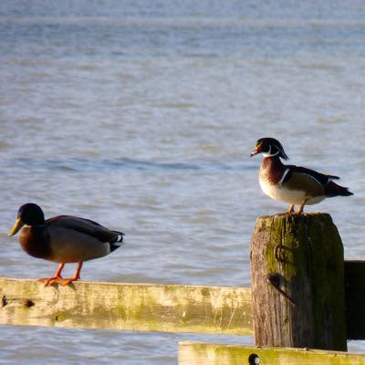 Bird Watching | Illinois Beach State Park South | Zion Illinois