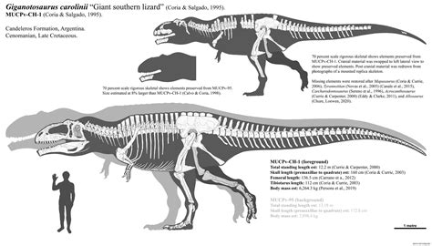 Giganotosaurus skeletal restoration 2022 by Paleonerd01 on DeviantArt