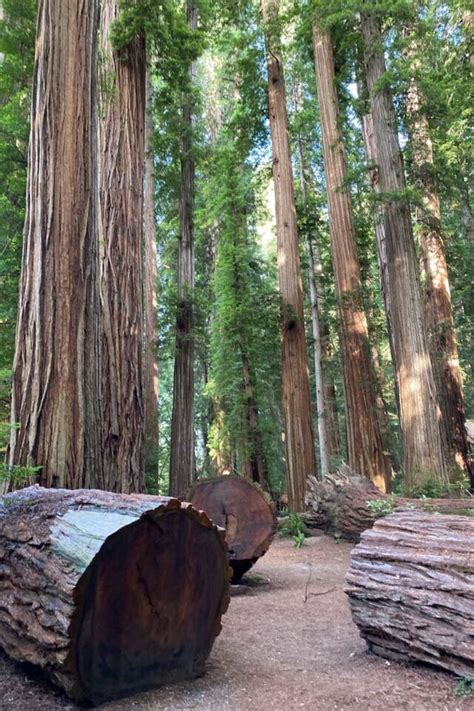 The Complete Guide to Visiting Redwood National Park - The Planet D