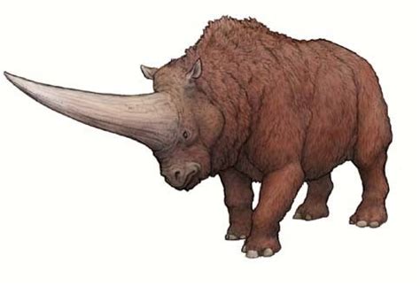 prehistoric rhino species - Google Search | Prehistoric animals, Extinct animals, Ancient animals